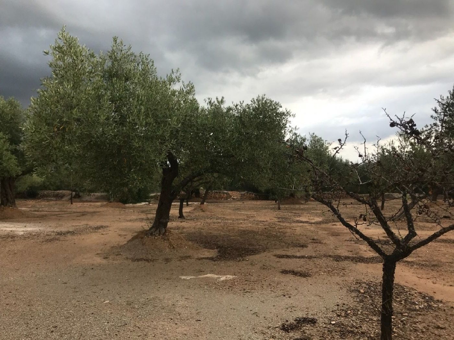  te koop boerderij Aldover Baix Ebre 5