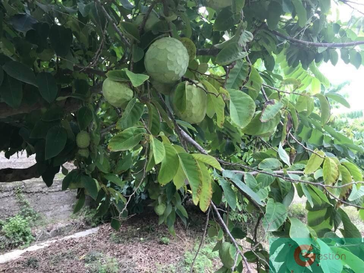  till salu hus på landet Alfamar Costa Tropical 5