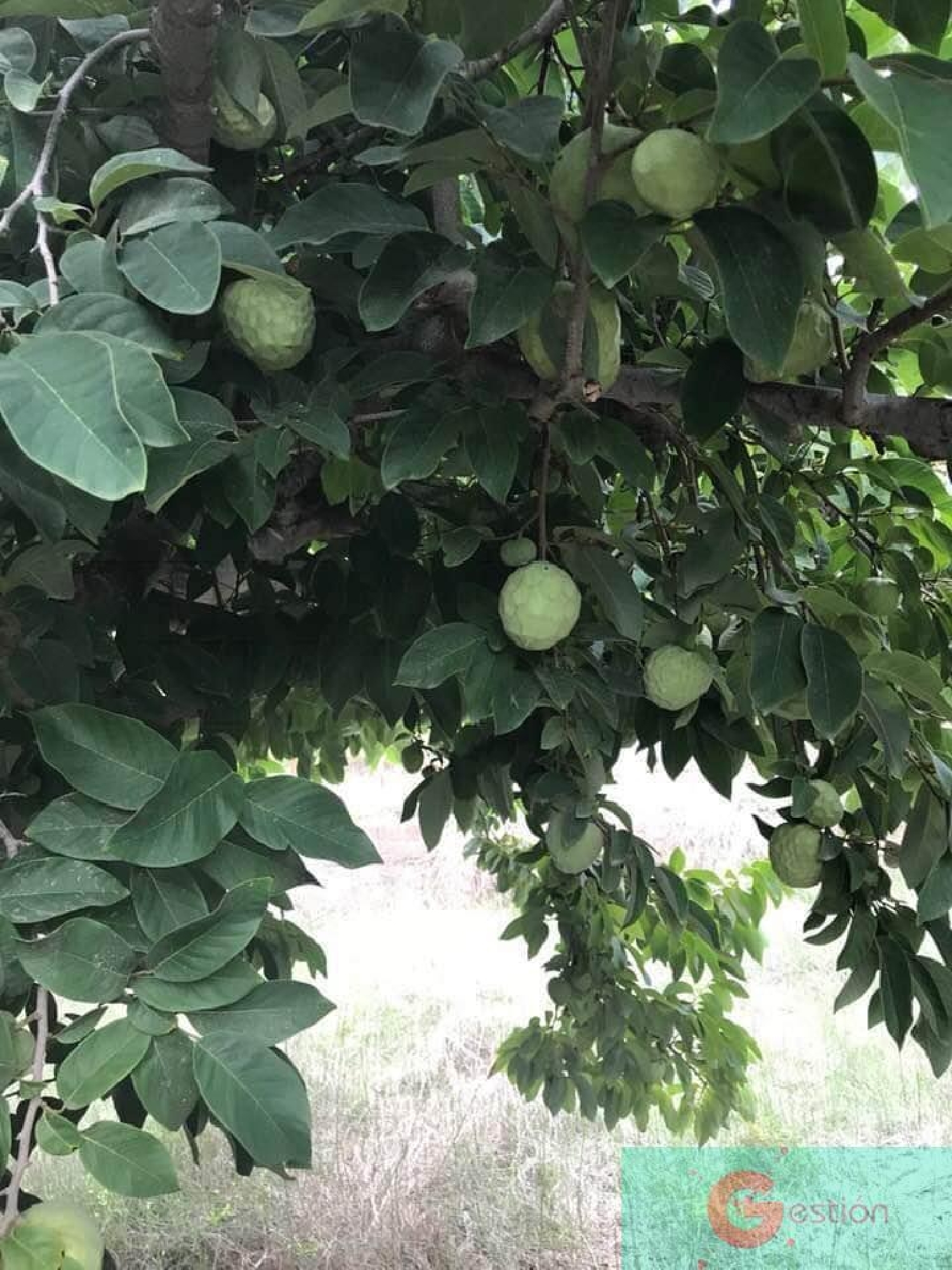  till salu hus på landet Alfamar Costa Tropical 7