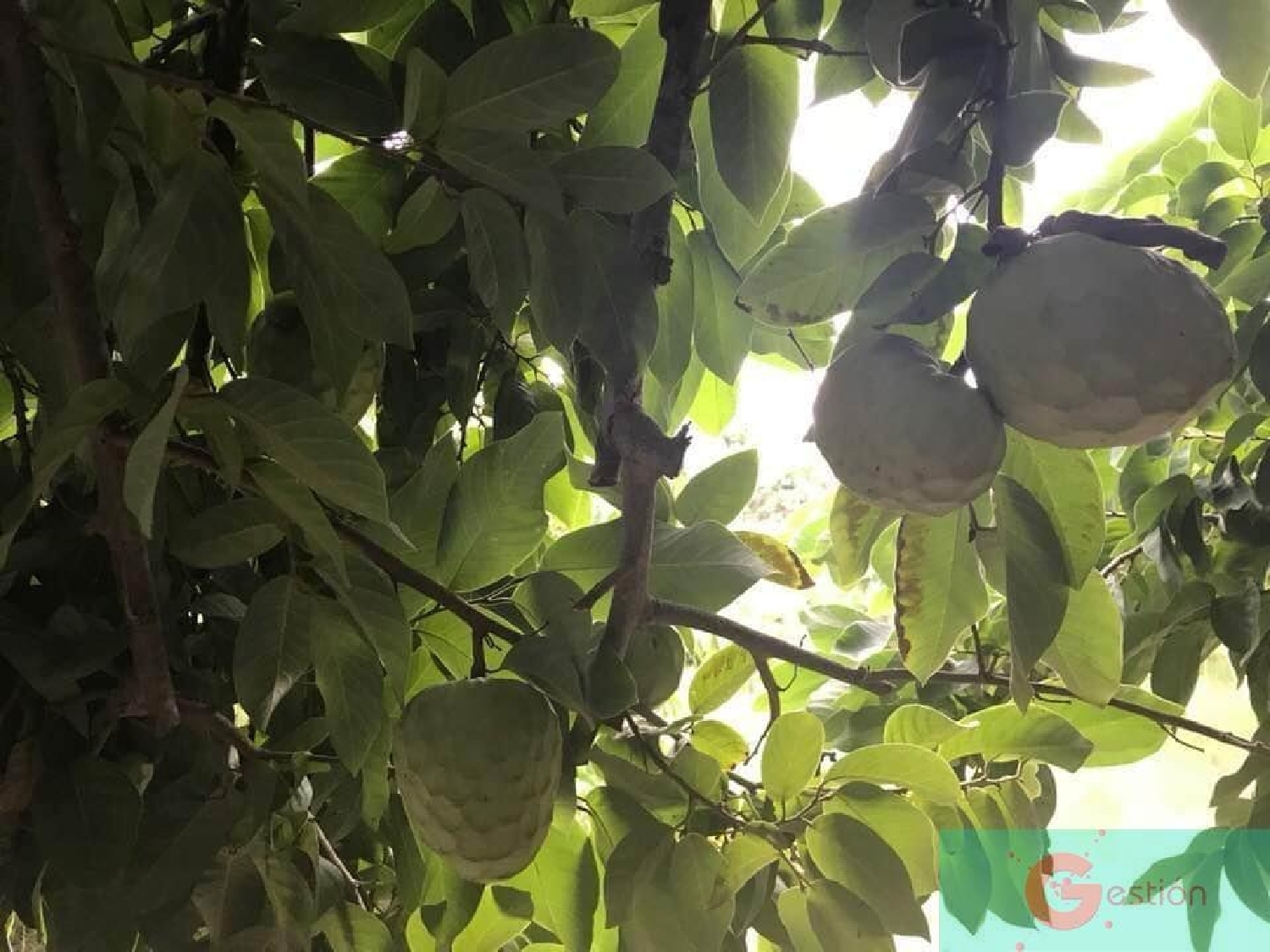  till salu hus på landet Alfamar Costa Tropical 8