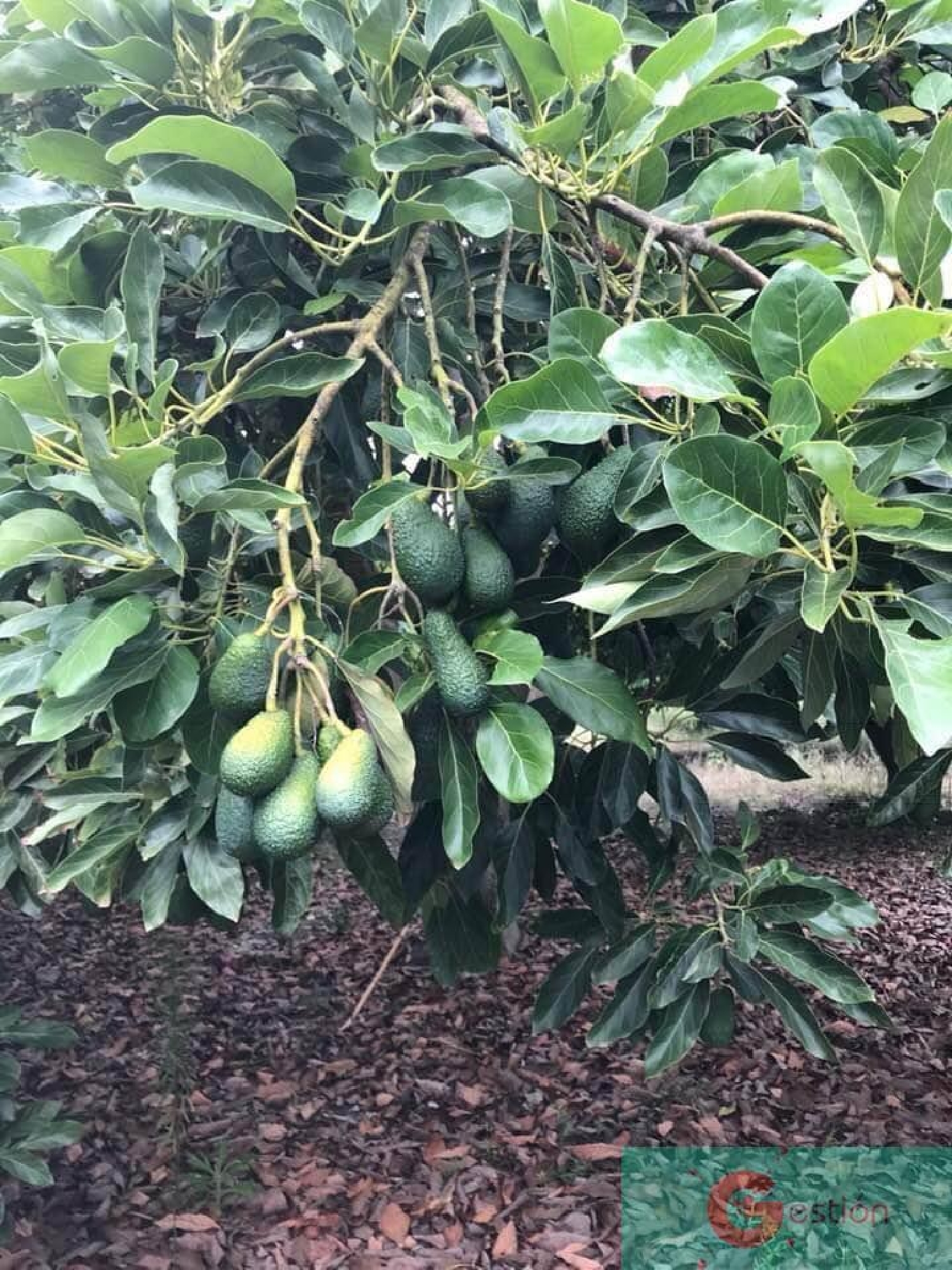  till salu hus på landet Alfamar Costa Tropical 1