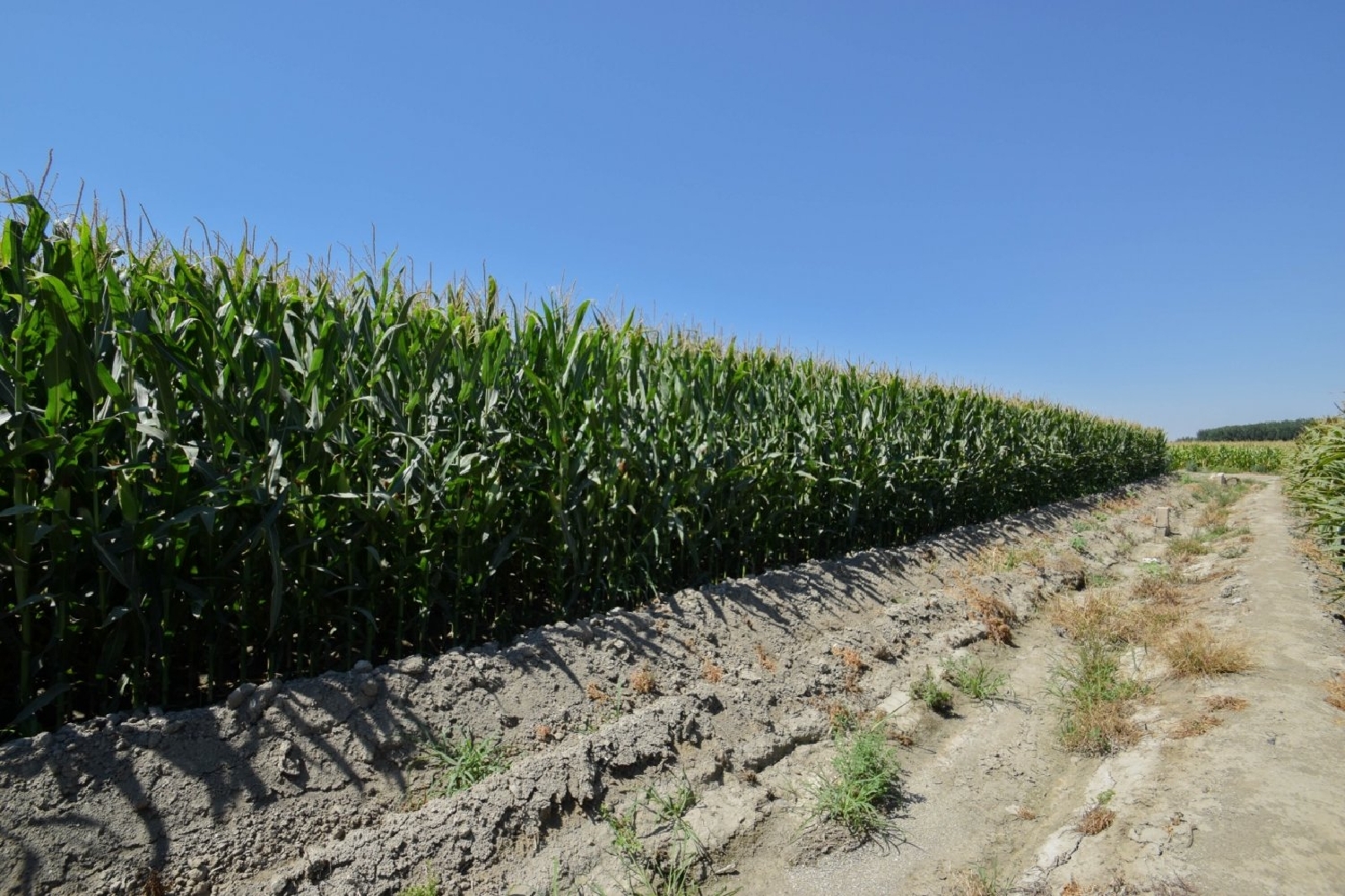 en venta finca rústica Belicena Vega De Granada 3