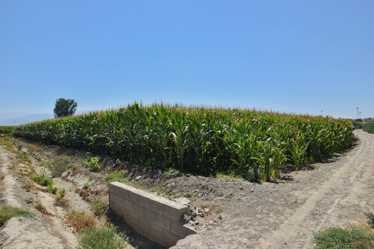  en venta finca rústica Belicena Vega De Granada 1