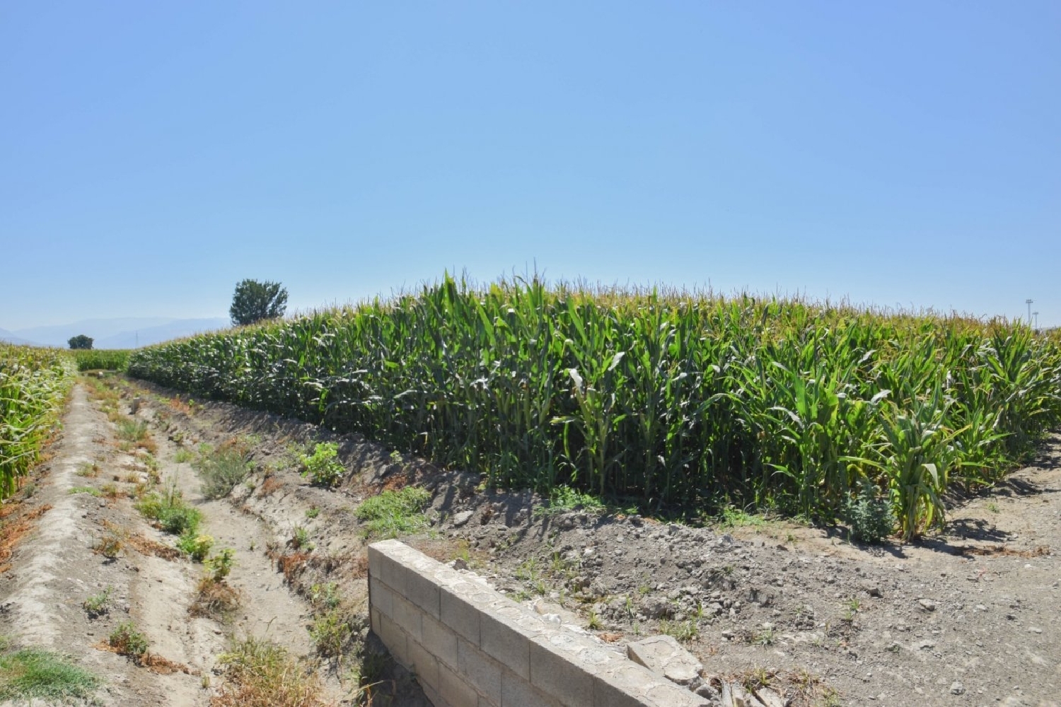  en venta finca rústica Belicena Vega De Granada 5