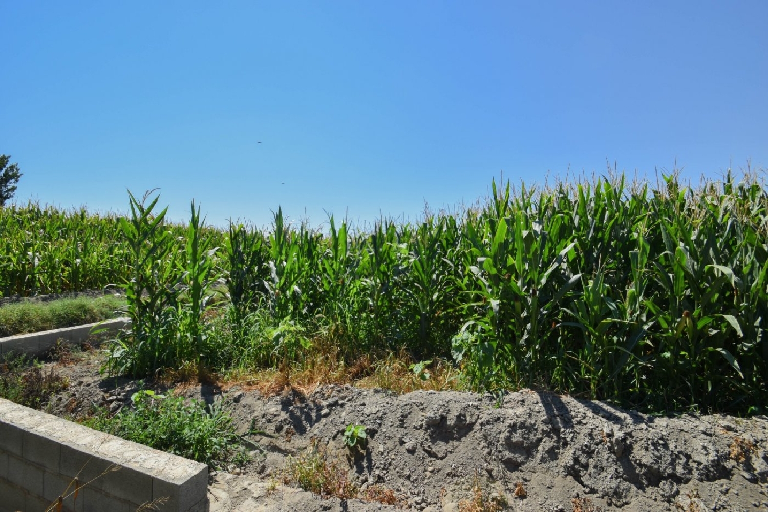  en venta finca rústica Belicena Vega De Granada 6