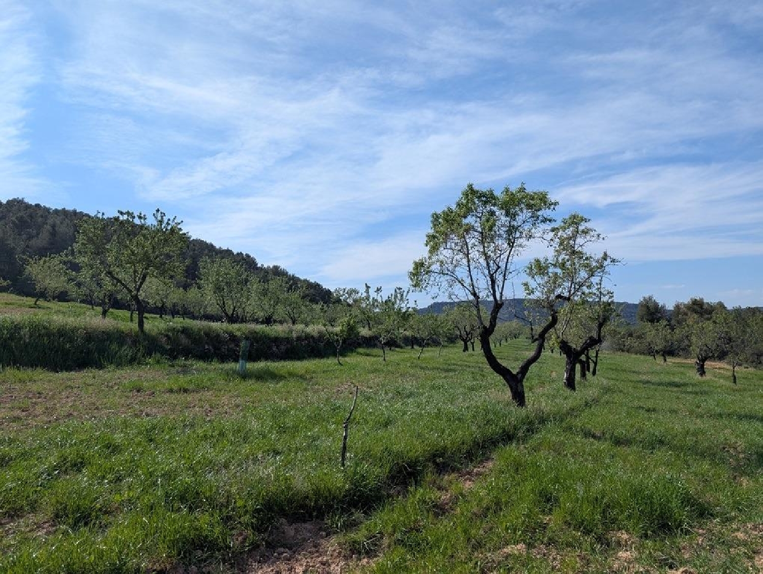  till salu hus på landet Belmonte De San José Bajo Aragón 2