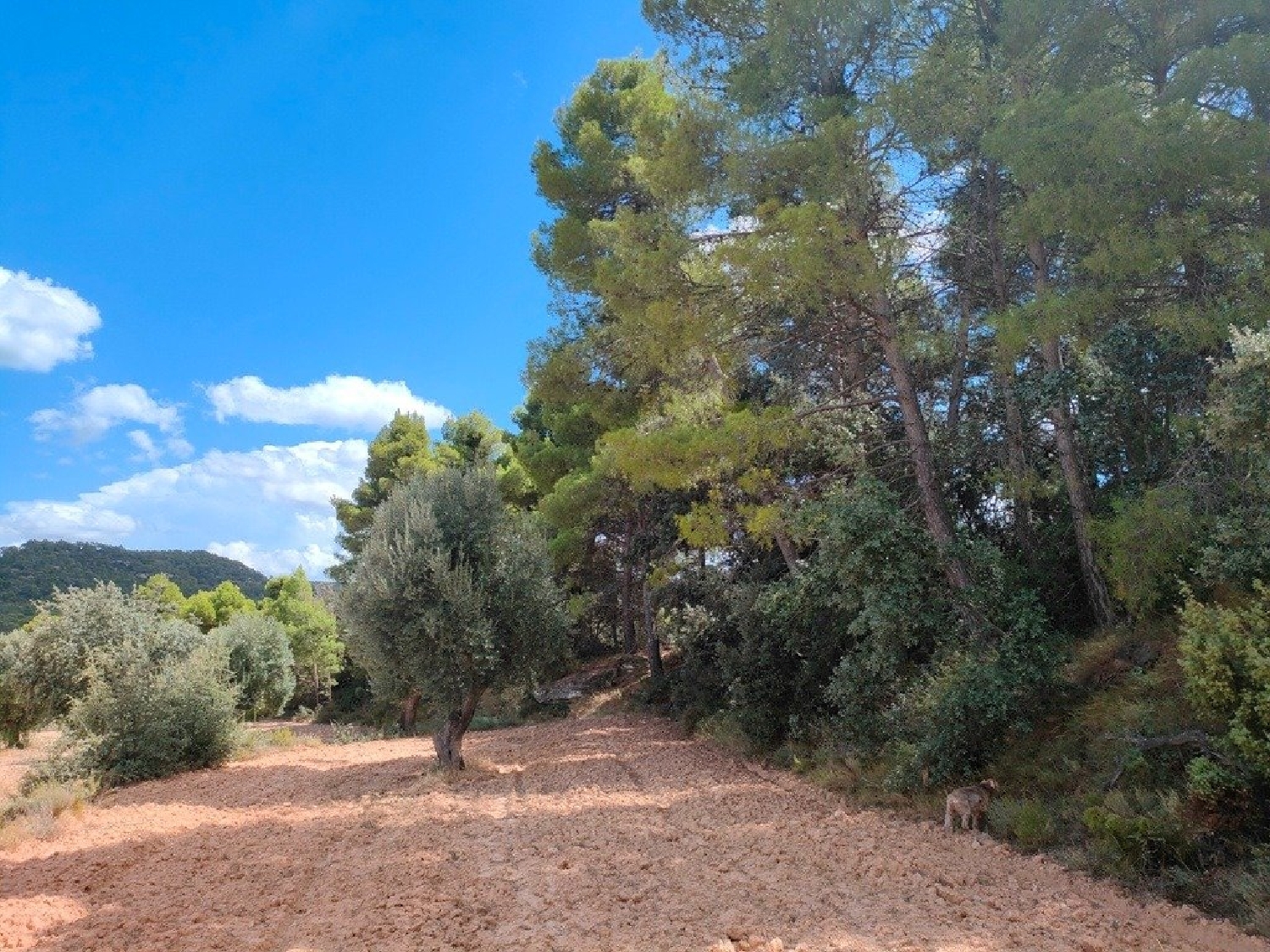  till salu hus på landet Belmonte De San José Bajo Aragón 4