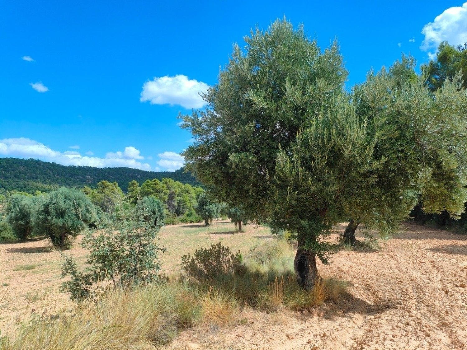  till salu hus på landet Belmonte De San José Bajo Aragón 5
