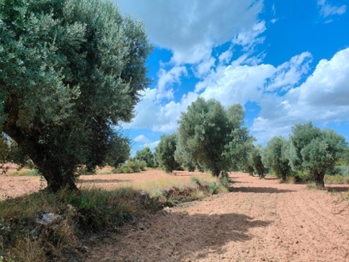 Belmonte De San José Bajo Aragón hus på landet foto 6253094