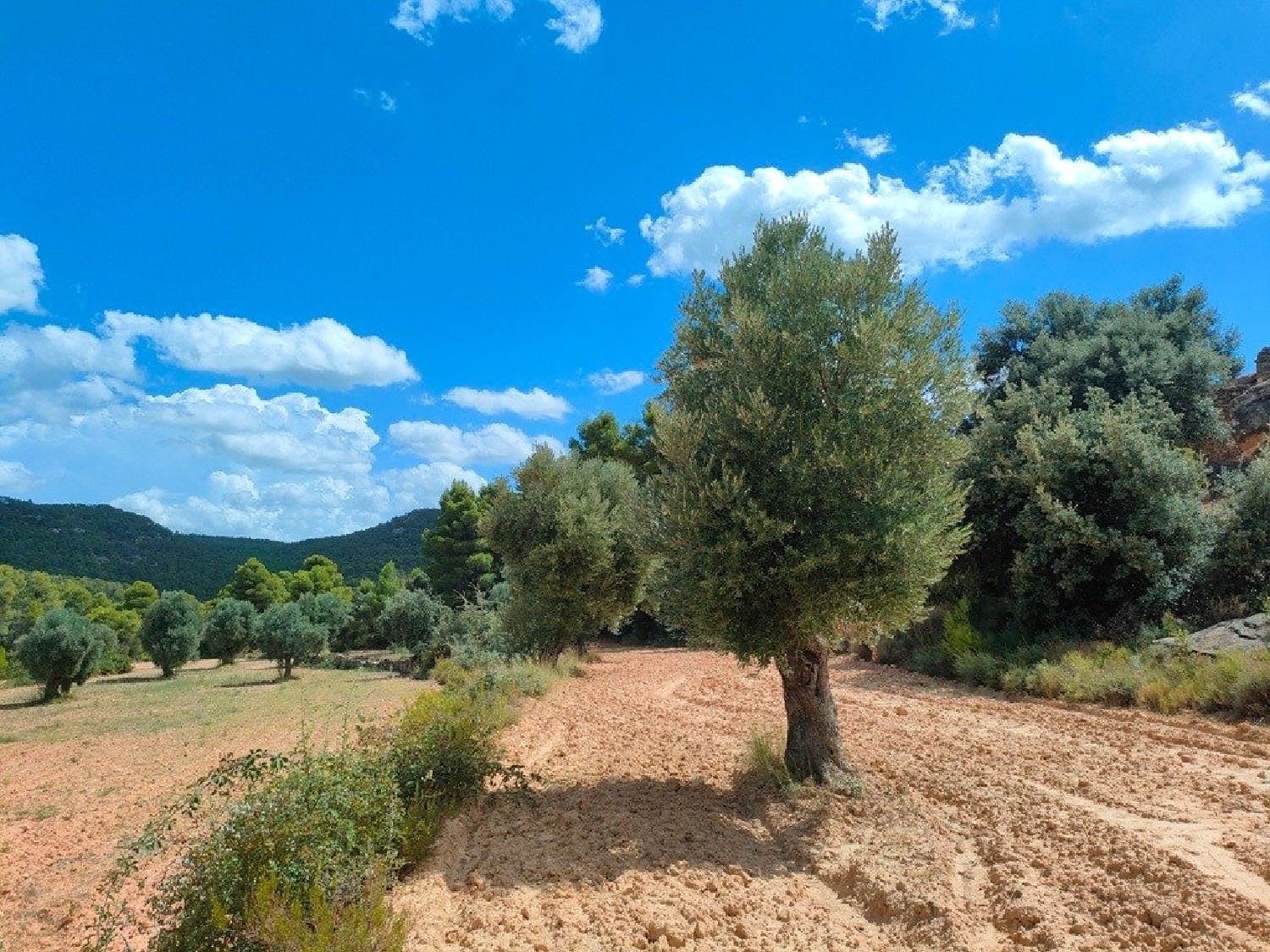  till salu hus på landet Belmonte De San José Bajo Aragón 2