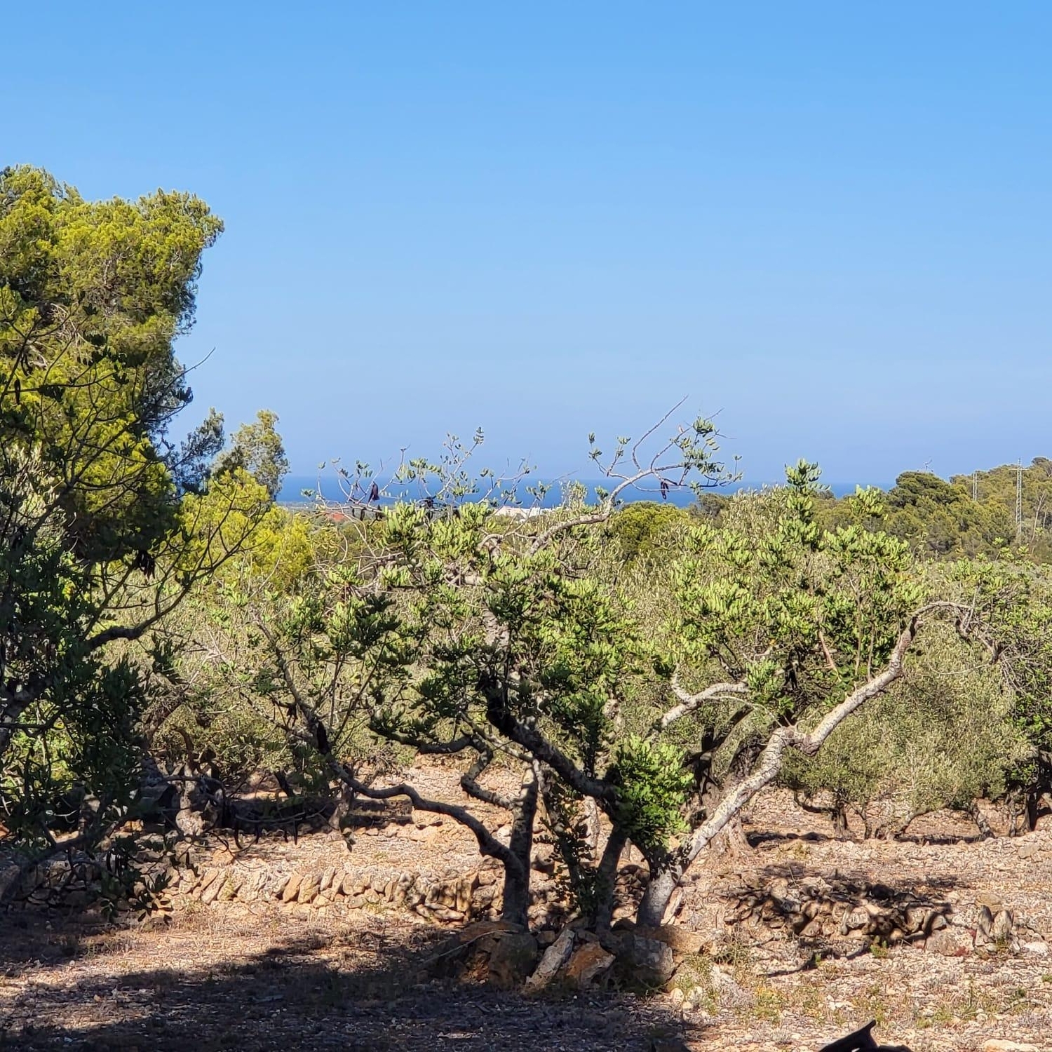 till salu hus på landet Cala Nova Baix Ebre 3