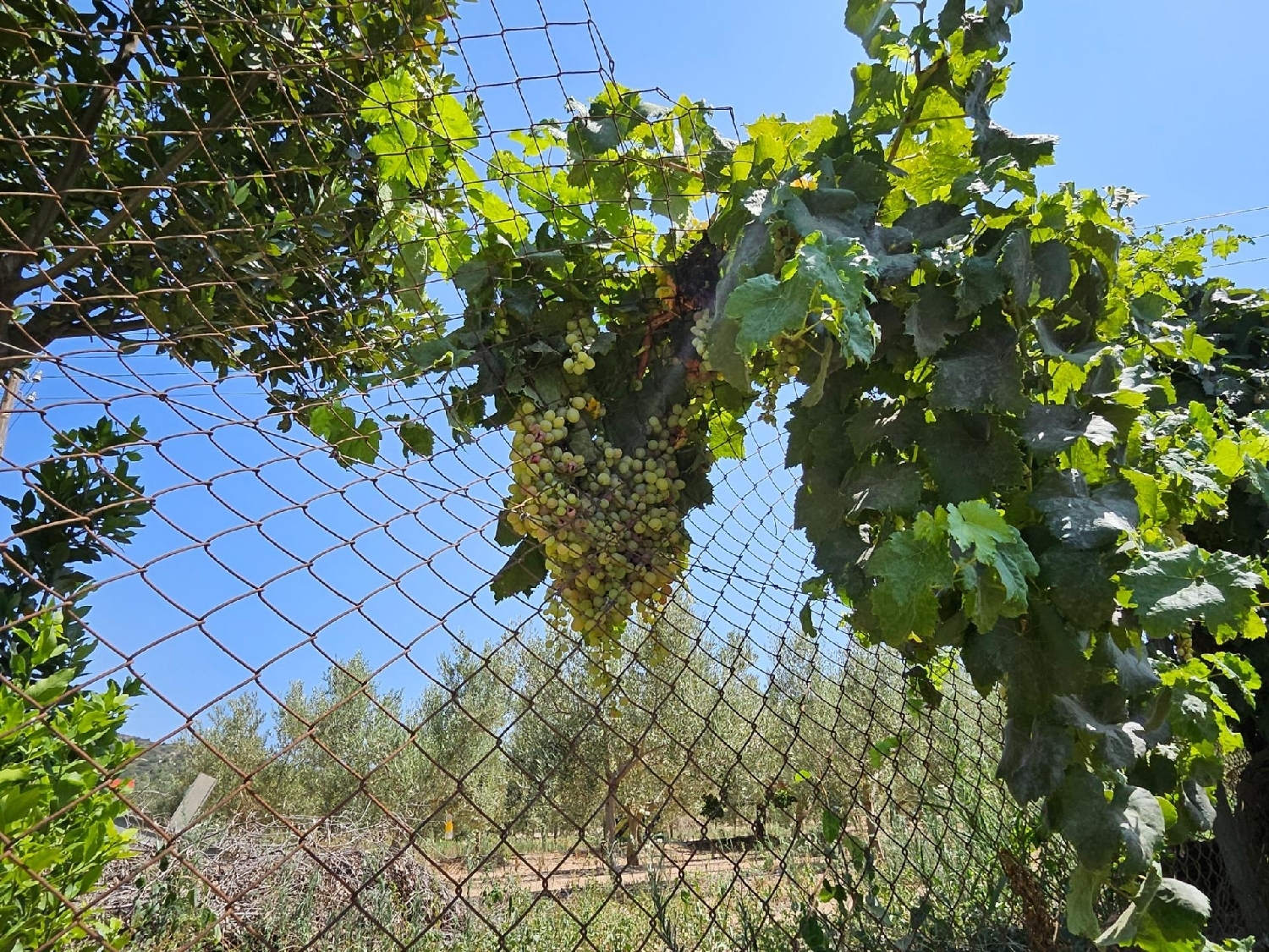 till salu hus på landet Campredo Baix Ebre 3