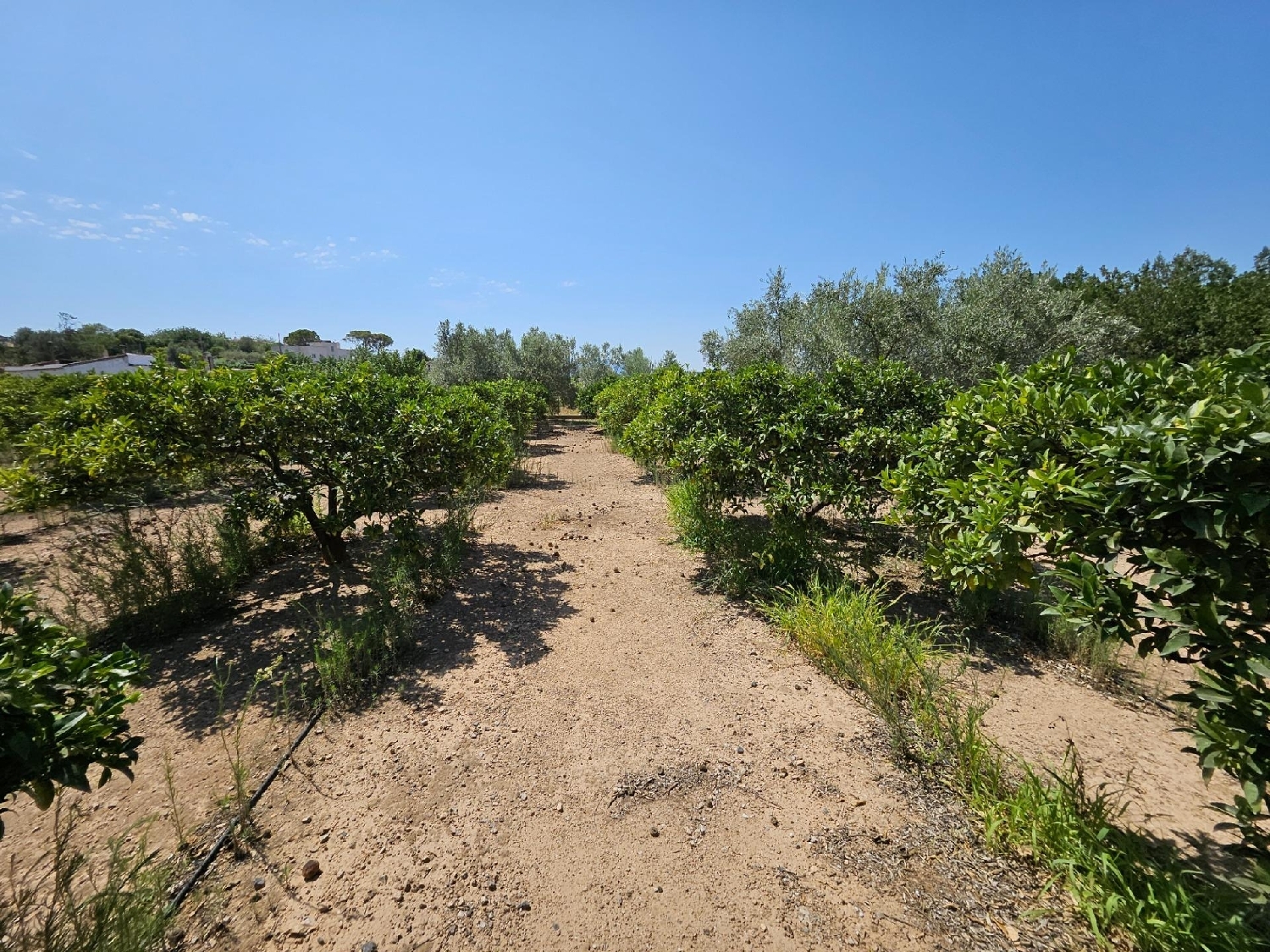  till salu hus på landet Campredo Baix Ebre 5