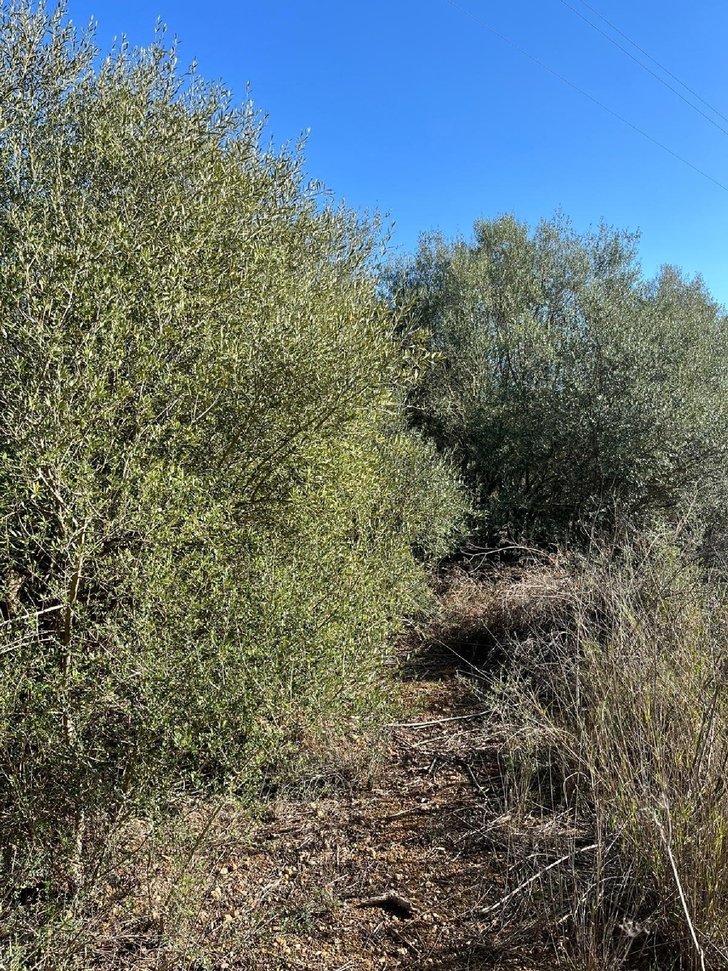  à vendre maison de campagne Sencelles Pla (Es) 8