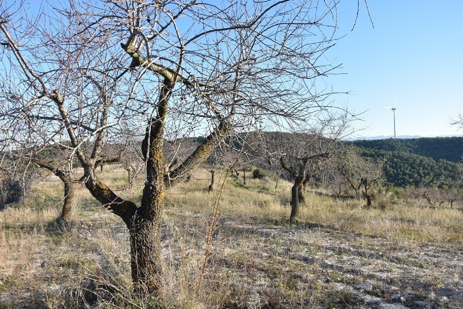  till salu hus på landet Caseres Terra Alta 3