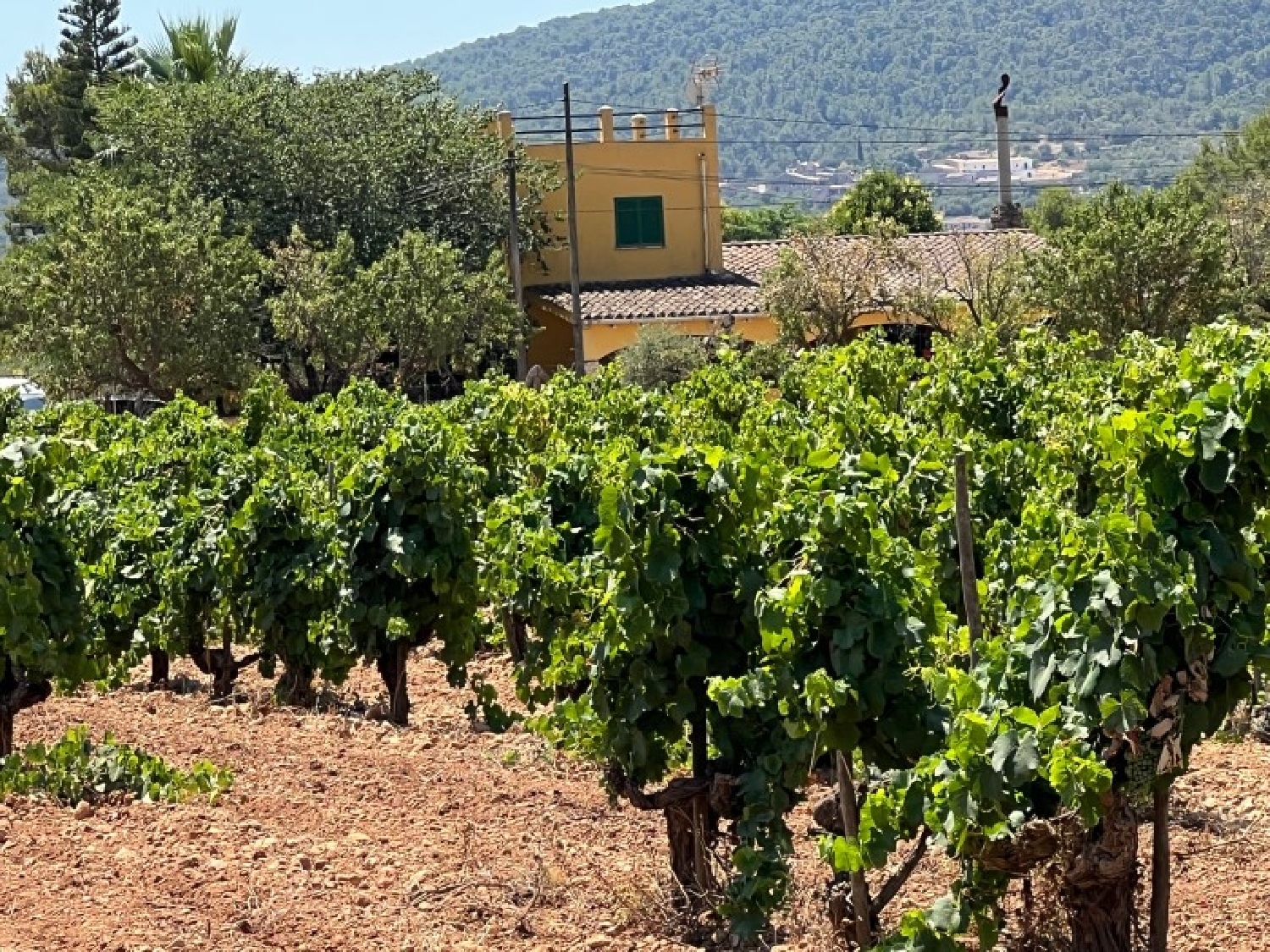 en venta finca rústica Consell Raiguer 3