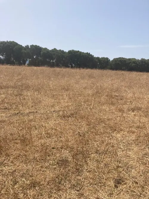 La Reconquista-El Ensanche Campo De Gibraltar hus på landet foto 6189232