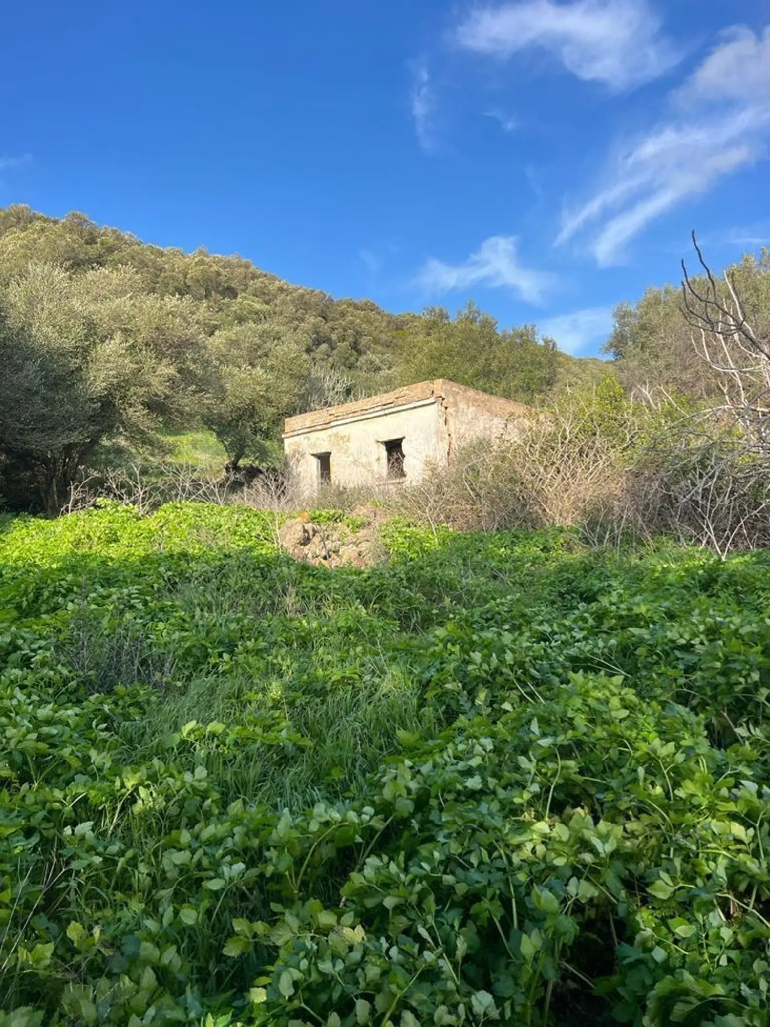  till salu hus på landet La Reconquista-El Ensanche Campo De Gibraltar 4
