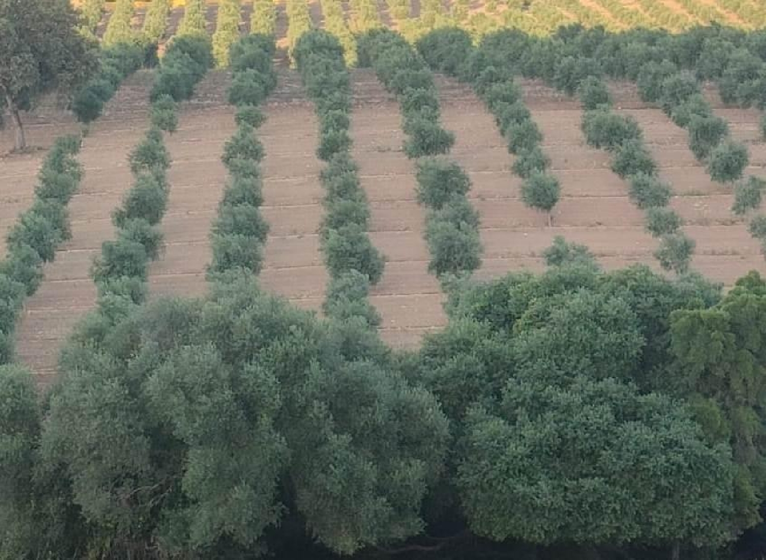  till salu hus på landet El Bosque Sierra De Cádiz 5