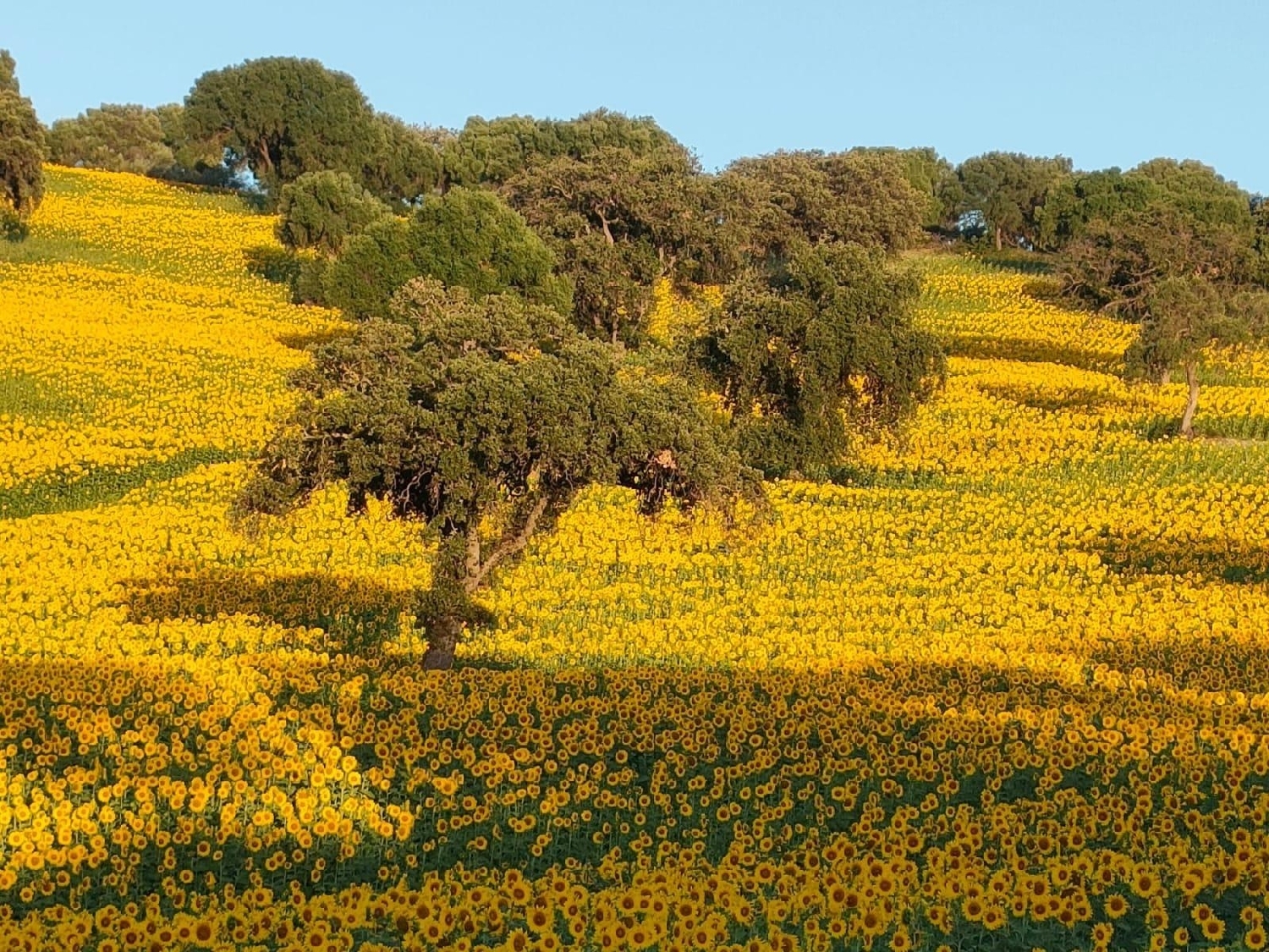  till salu hus på landet El Bosque Sierra De Cádiz 1