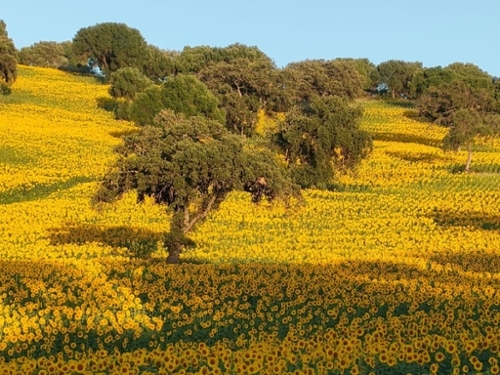 El Bosque Sierra De Cádiz hus på landet foto 6252769