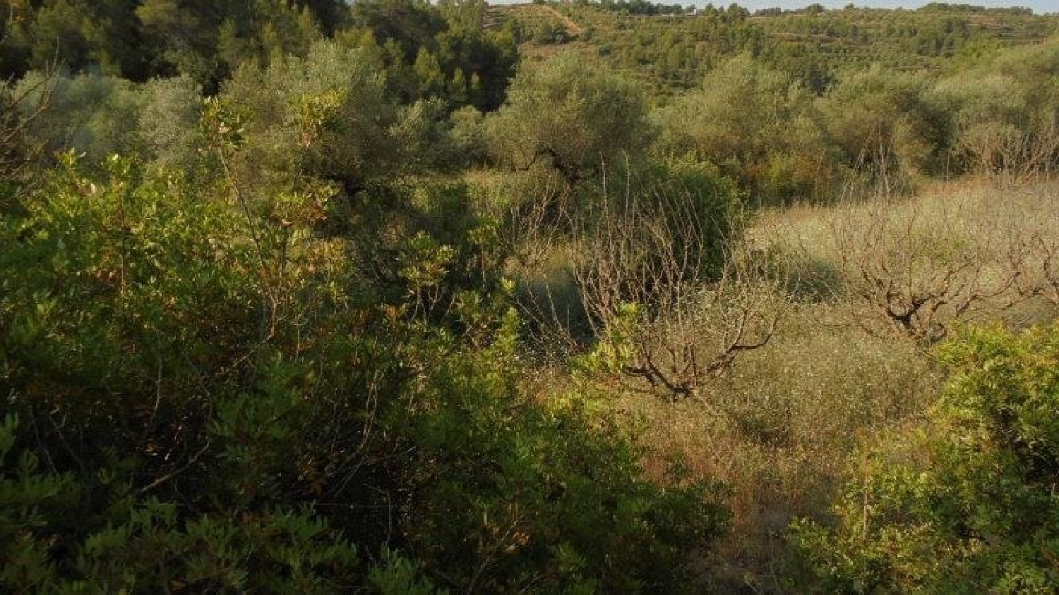  en venta finca rústica Els Guiamets Priorat 8