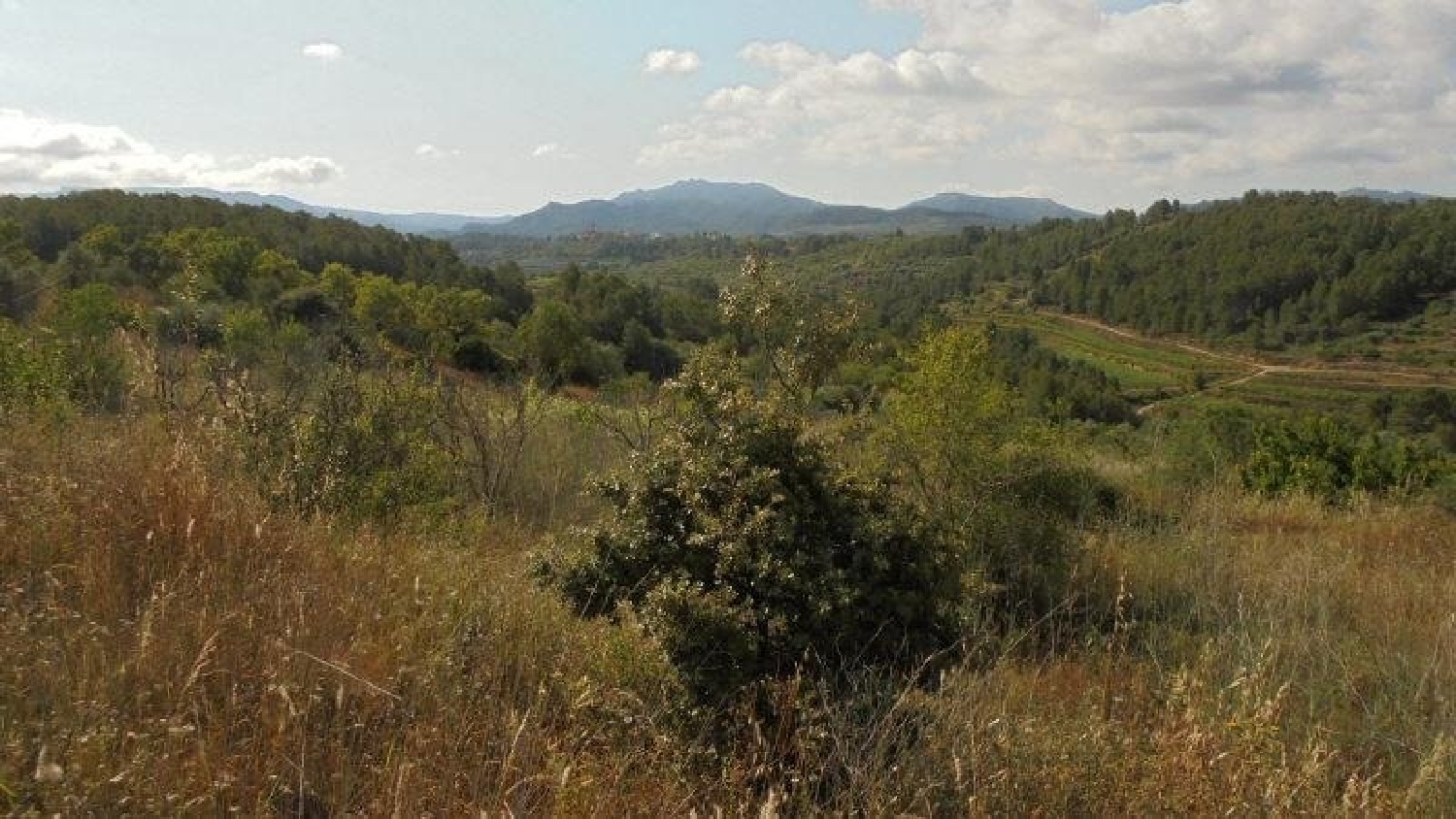  en venta finca rústica Els Guiamets Priorat 4