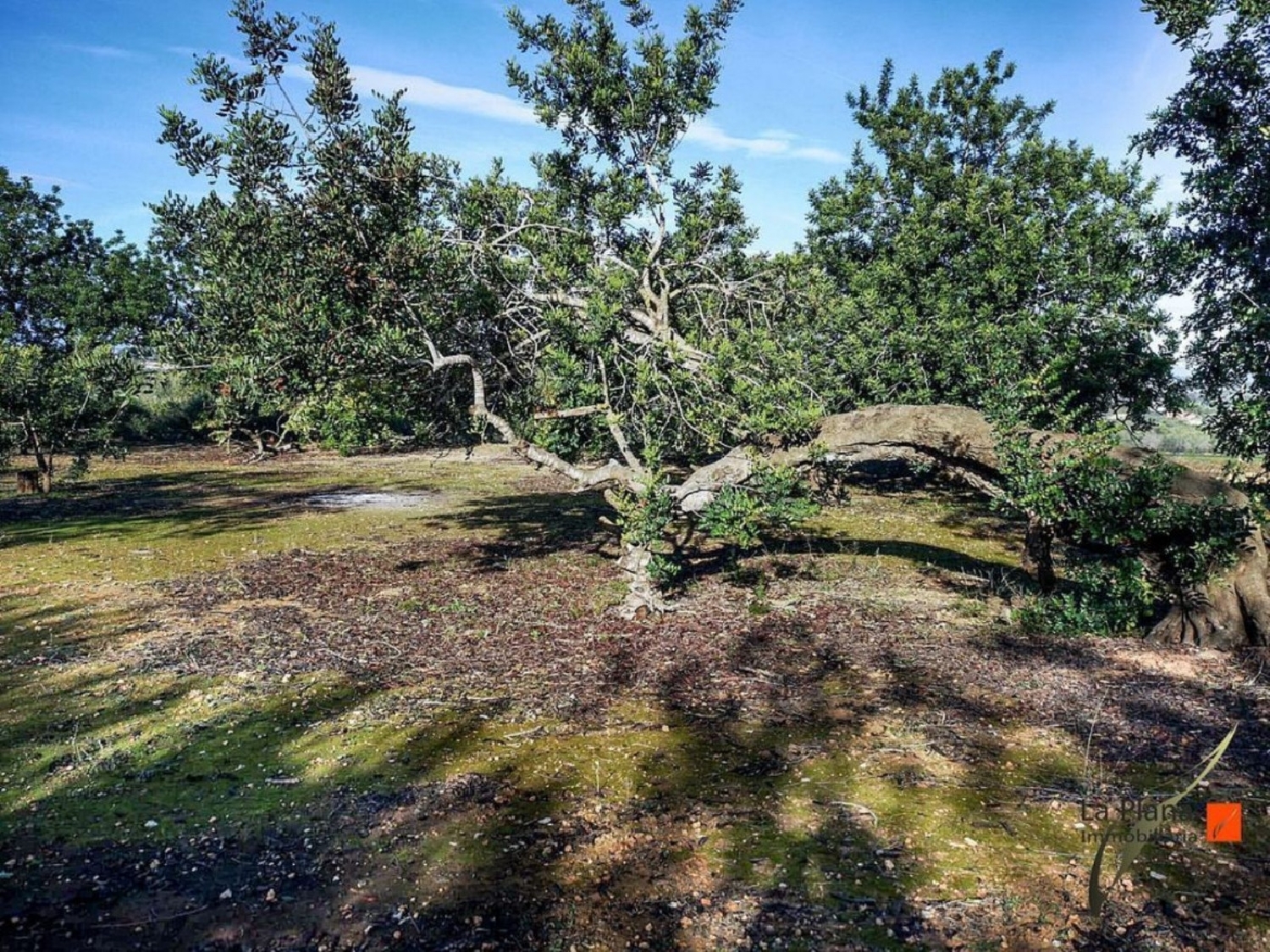  till salu hus på landet Favaret Montsià 4