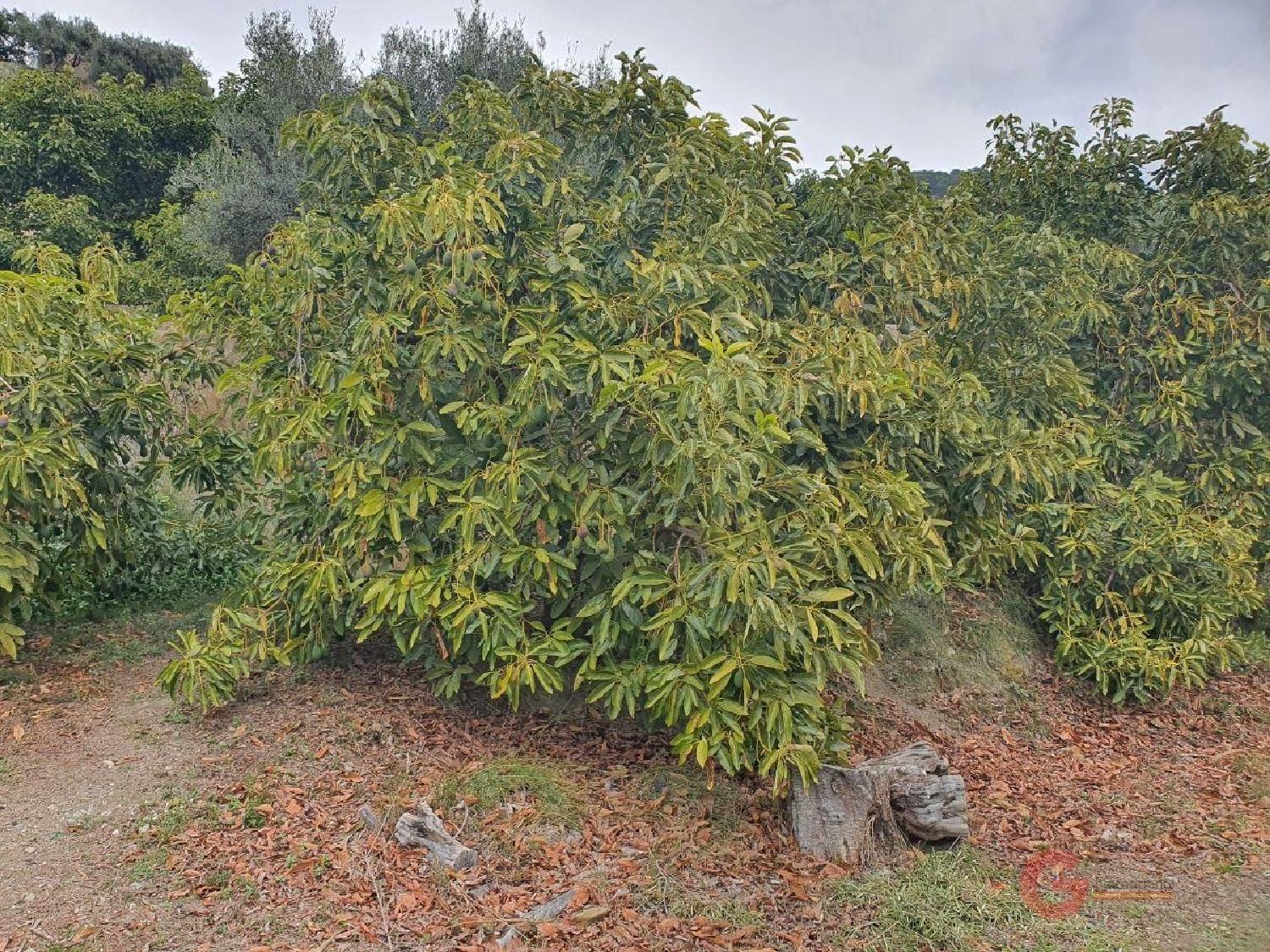  till salu hus på landet Guajar Alto Costa Tropical 6