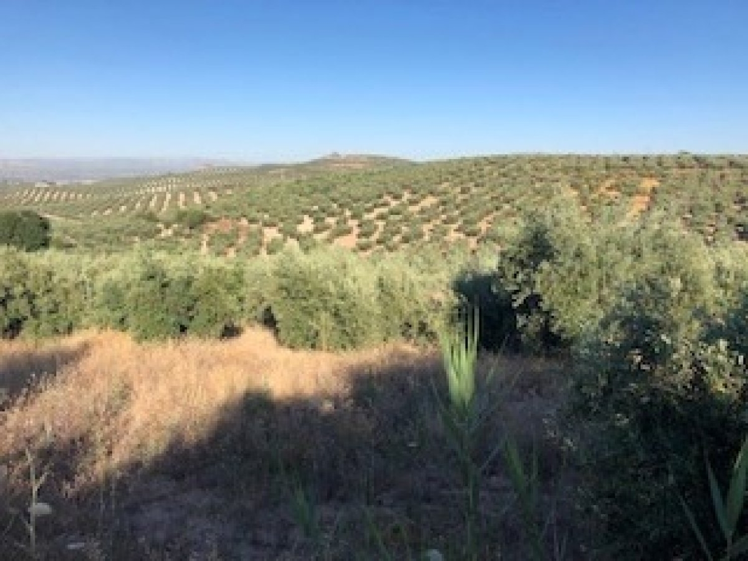  te koop boerderij Villanueva Mesía Loja 4