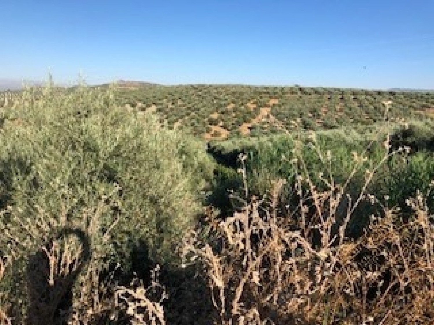 te koop boerderij Villanueva Mesía Loja 3