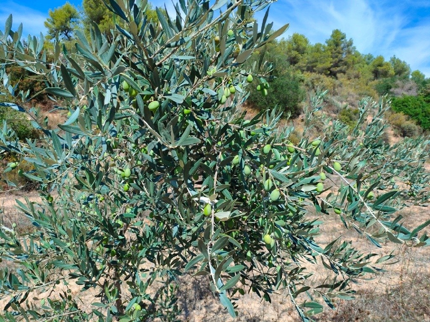  till salu hus på landet Horta De Sant Joan Terra Alta 4