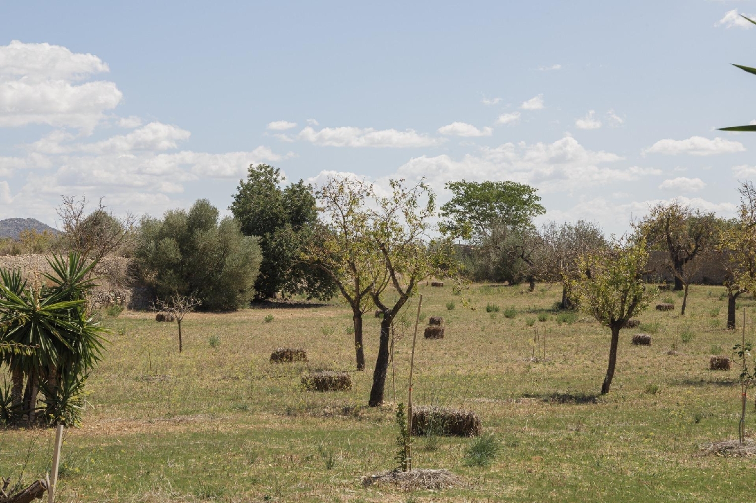  en venta finca rústica Inca Raiguer 6