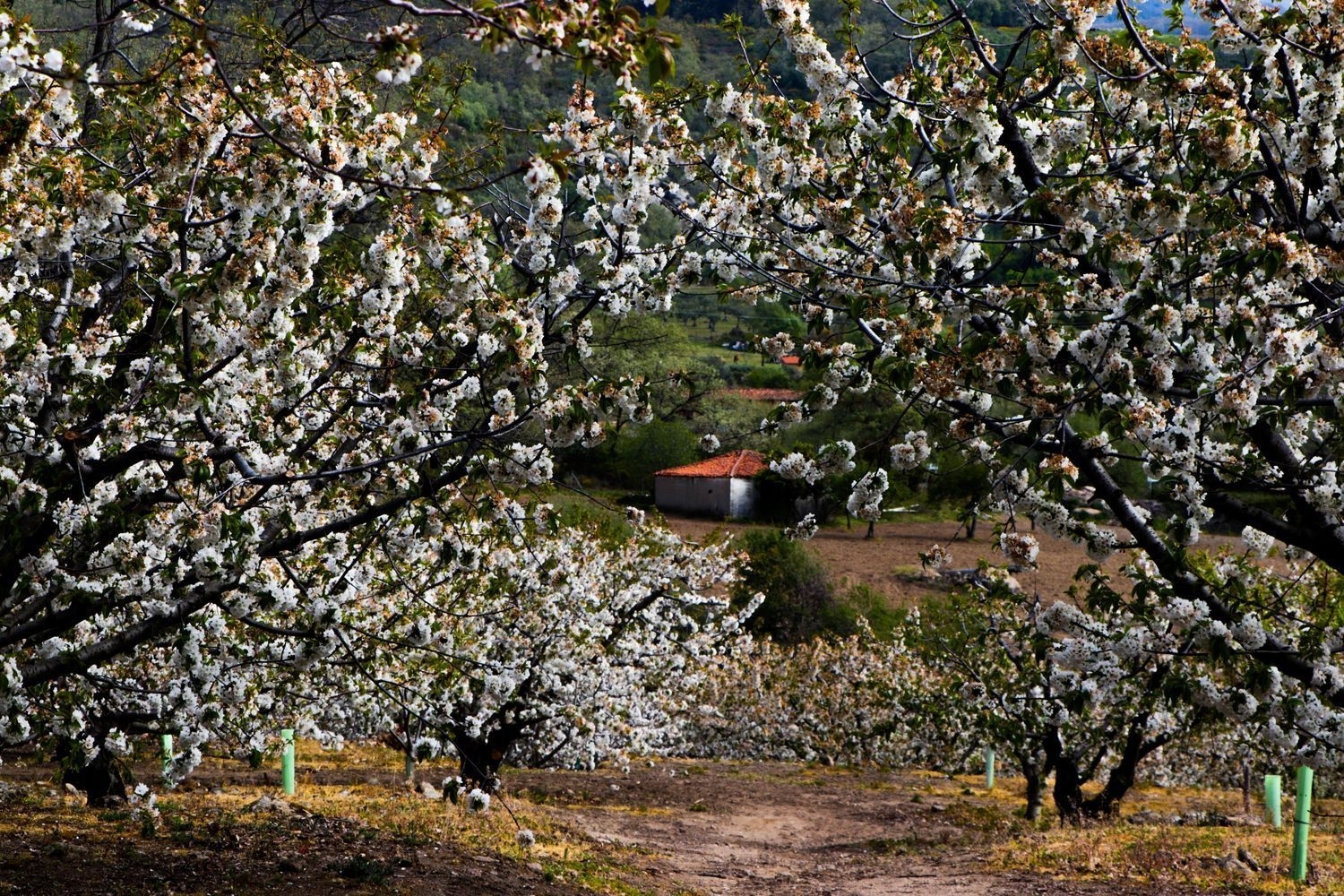 till salu hus på landet Jarandilla De La Vera La Vera 2