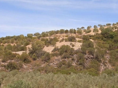 El Algarabejo Campiña De Morón Y Marchena hus på landet foto 6242495