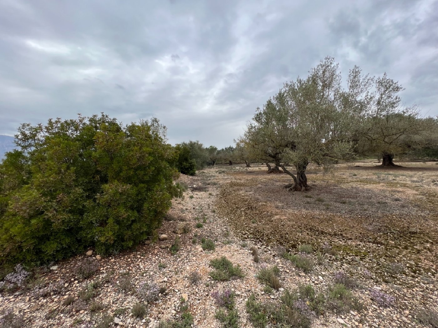  en venta finca rústica La Torre D'en Gil Baix Ebre 5