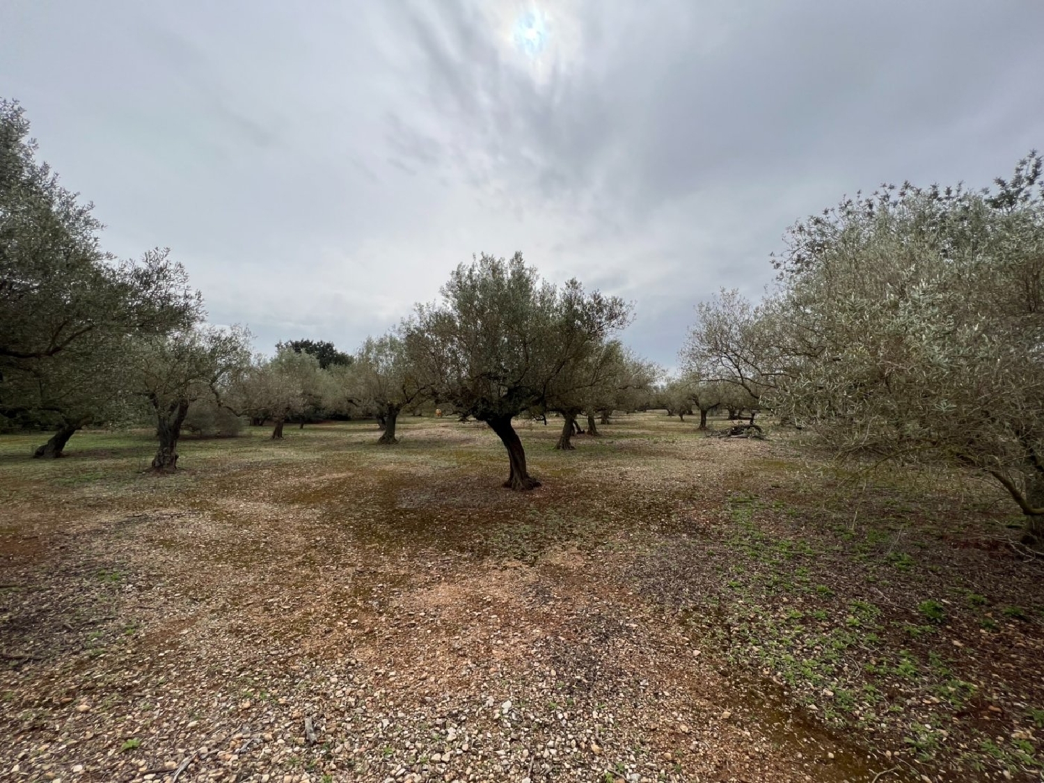  en venta finca rústica La Torre D'en Gil Baix Ebre 1
