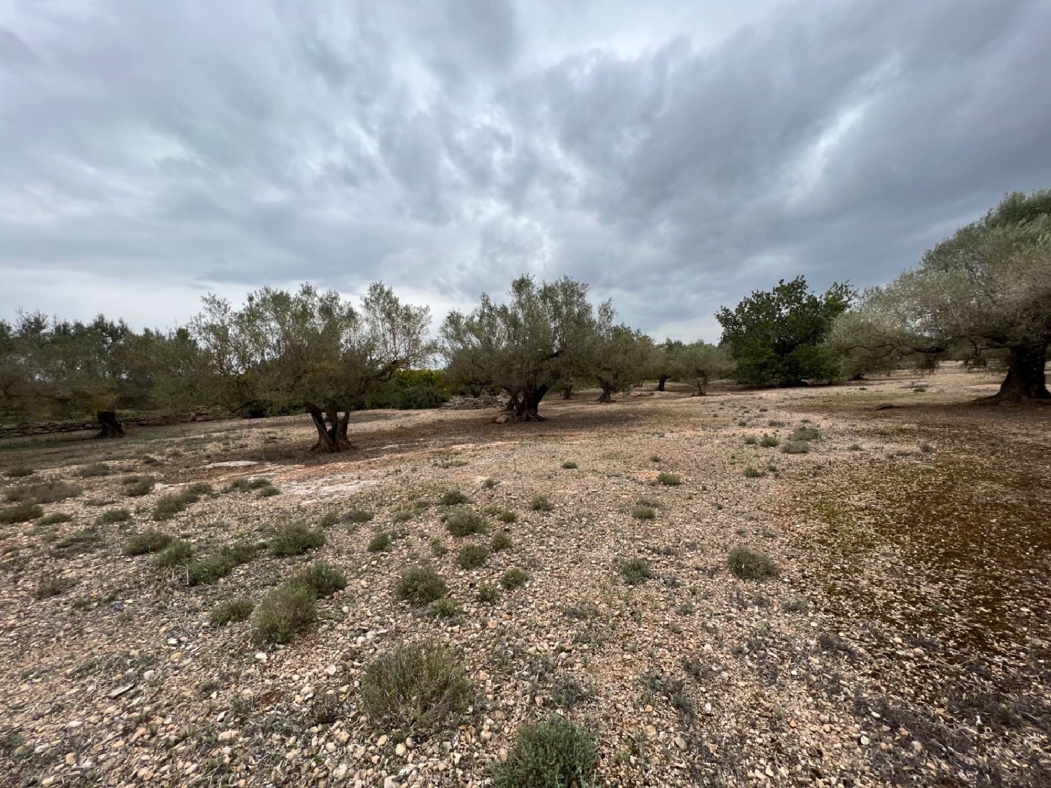  en venta finca rústica La Torre D'en Gil Baix Ebre 6