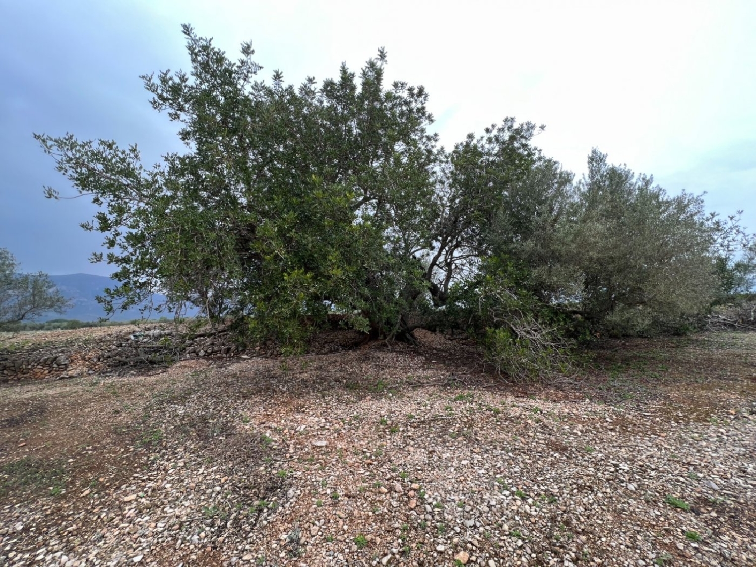  en venta finca rústica La Torre D'en Gil Baix Ebre 8