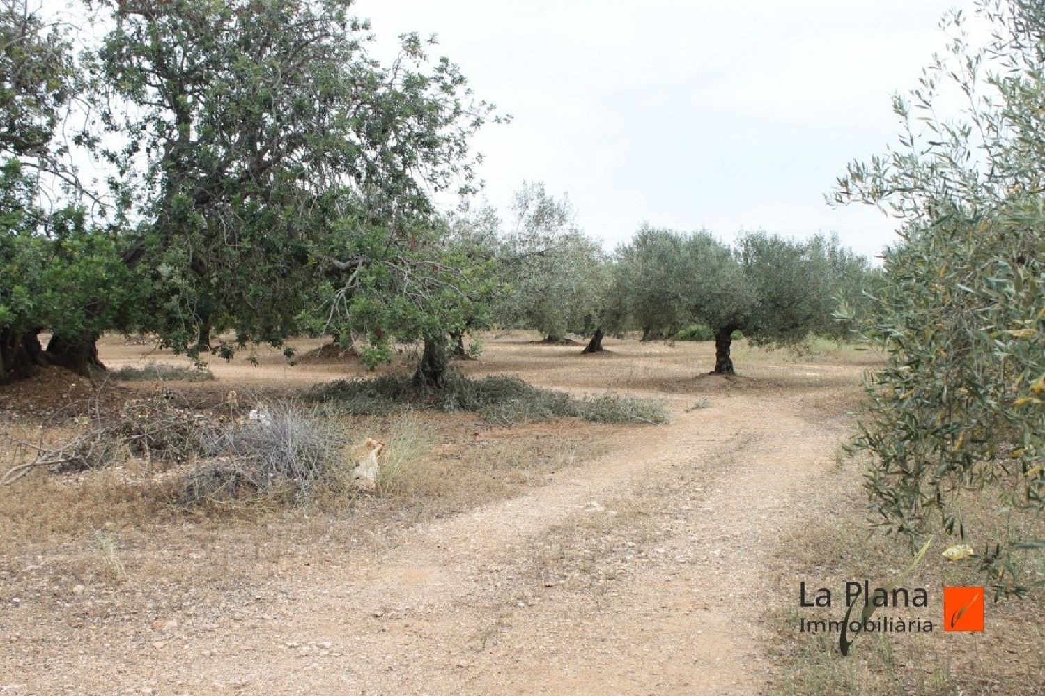  till salu hus på landet L'aldea Baix Ebre 4