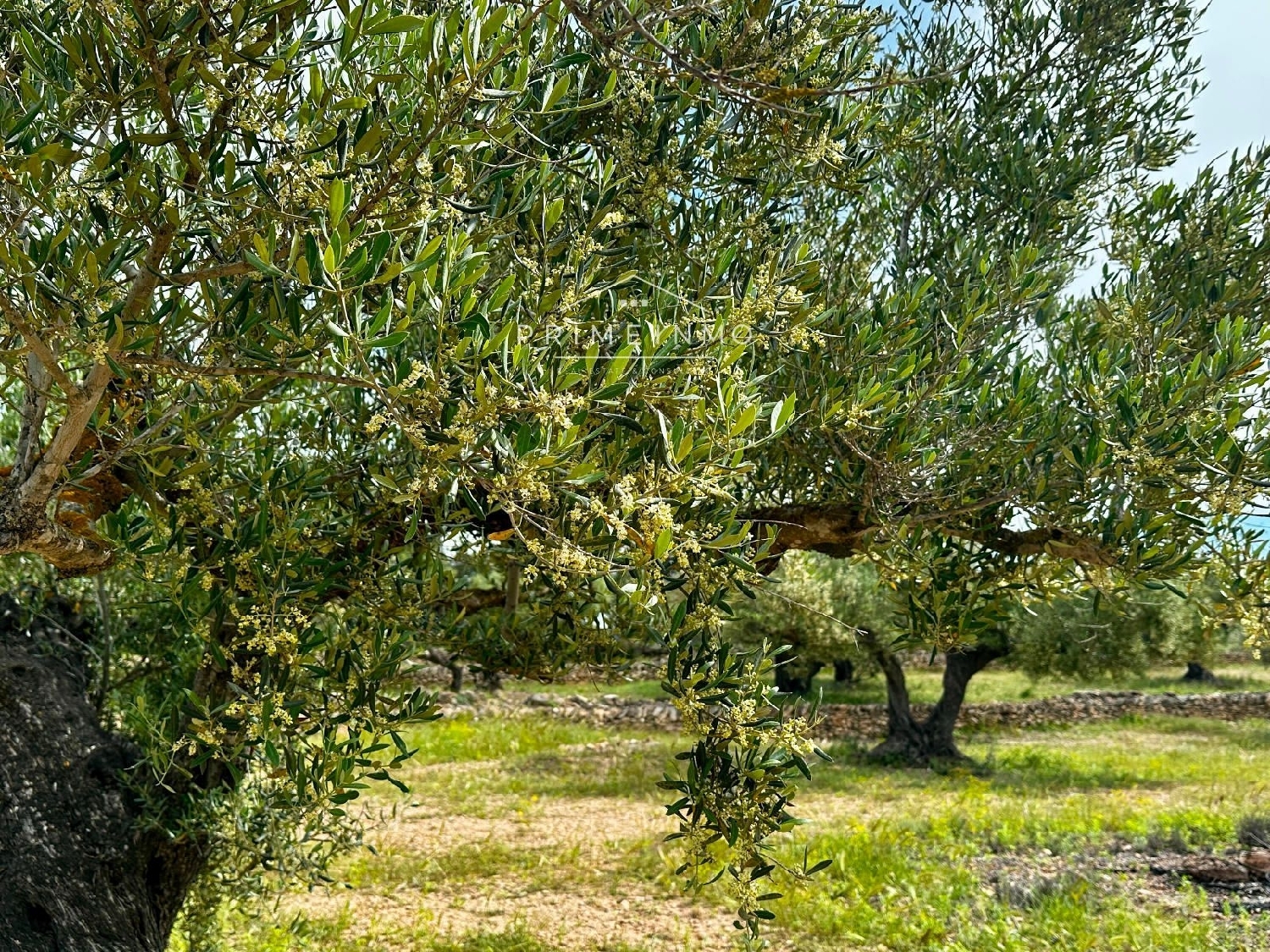  till salu hus på landet Els Racons Baix Ebre 4