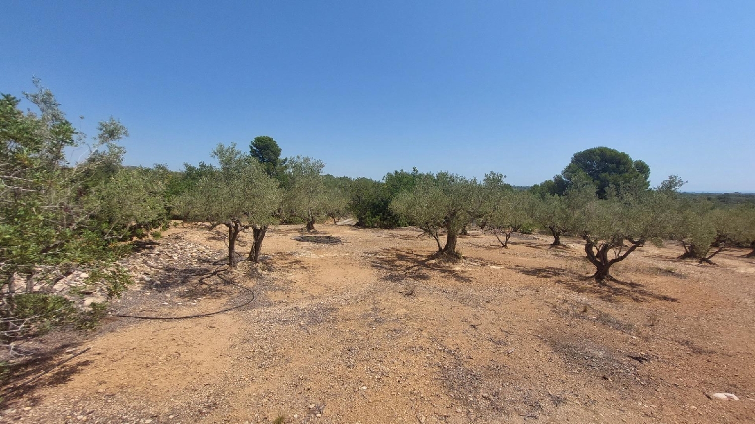  till salu hus på landet L'ampolla Baix Ebre 6