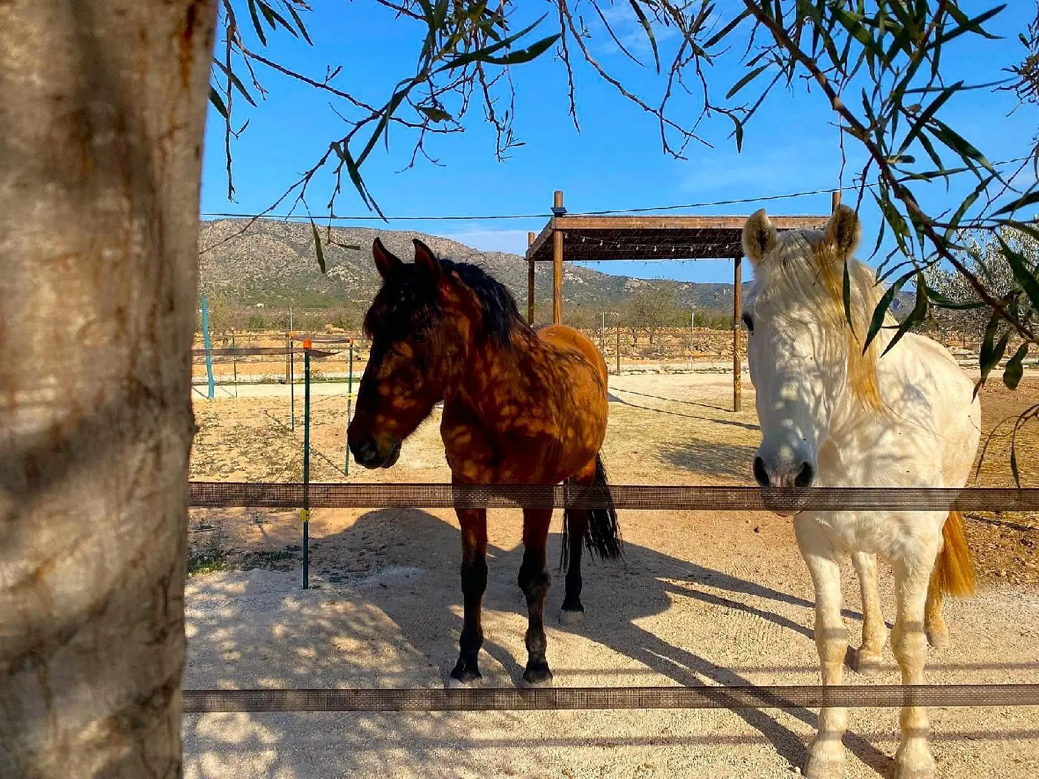  till salu hus på landet Orihuela Baix Segura 14