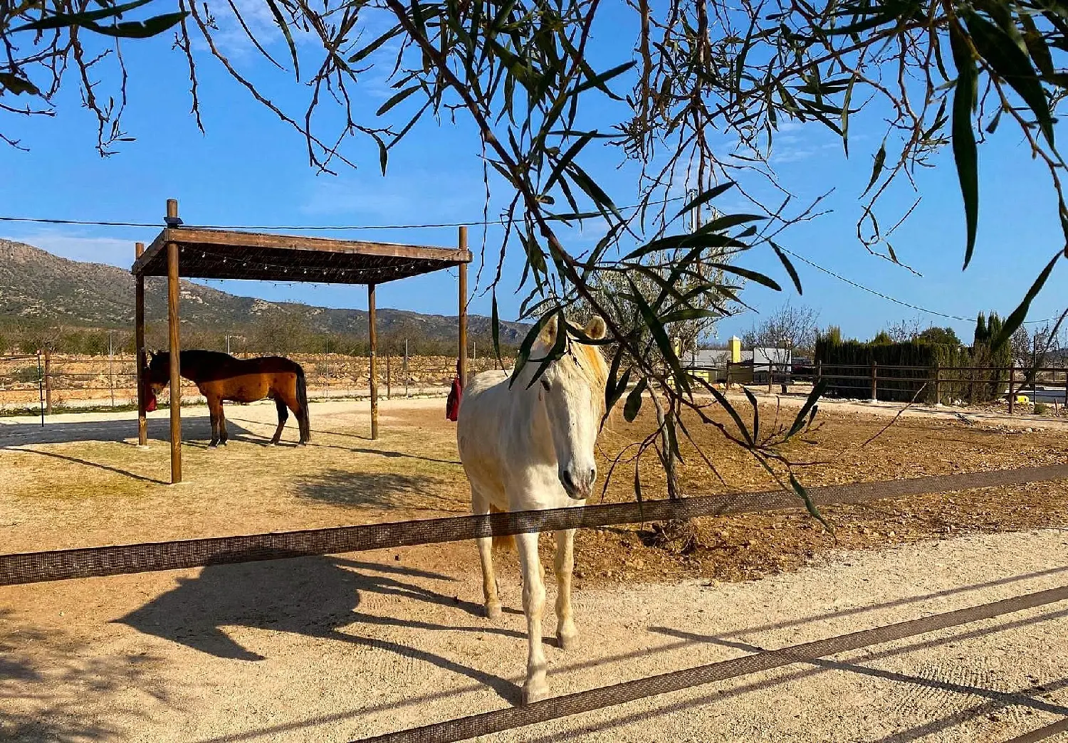  till salu hus på landet Orihuela Baix Segura 13