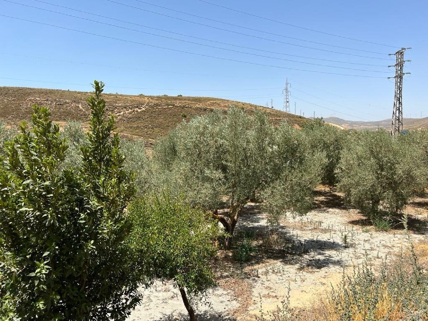  en venta finca rústica Armilla Vega De Granada 2