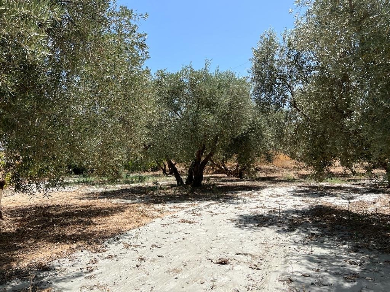  en venta finca rústica Armilla Vega De Granada 4