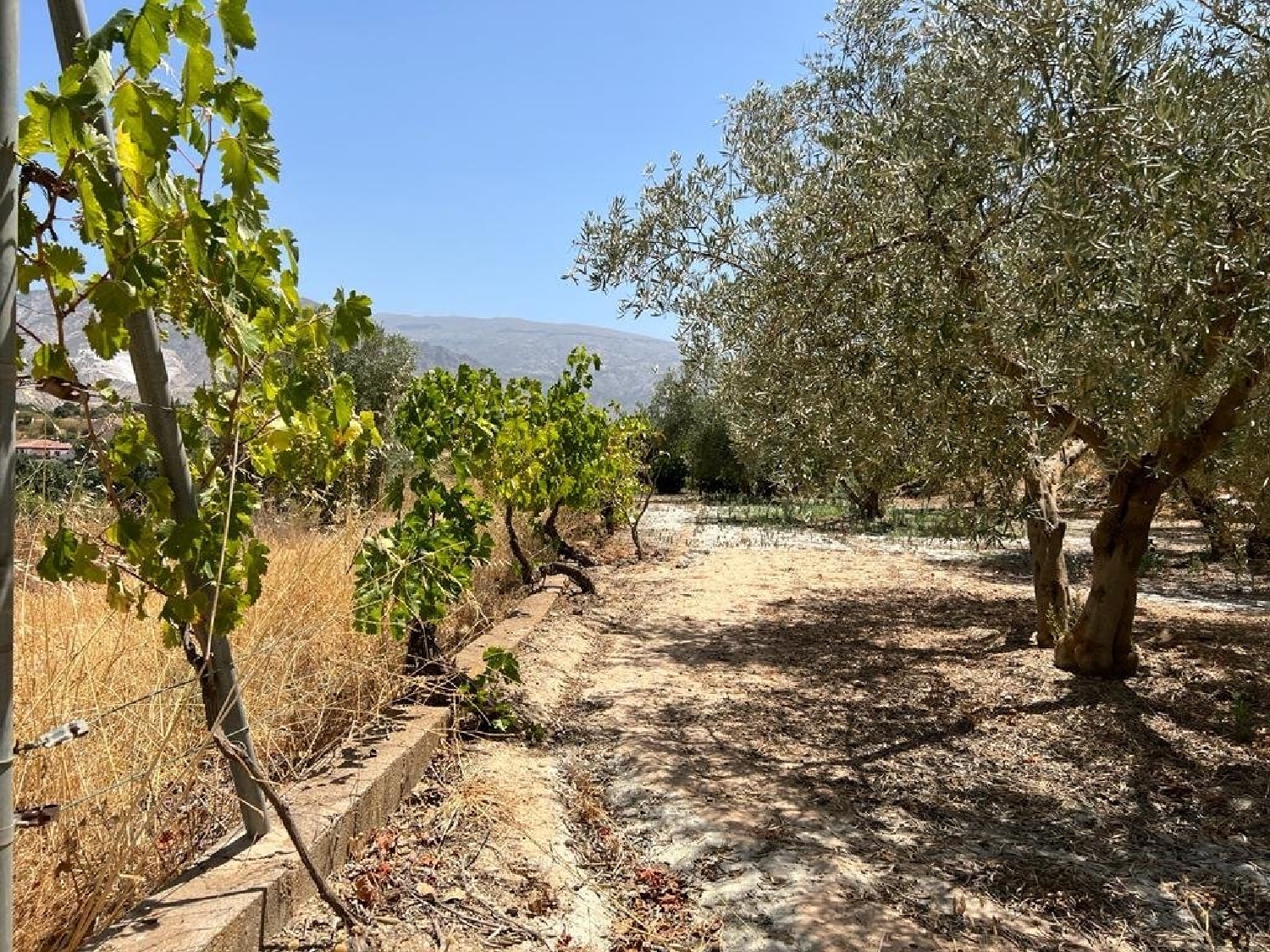  en venta finca rústica Armilla Vega De Granada 1