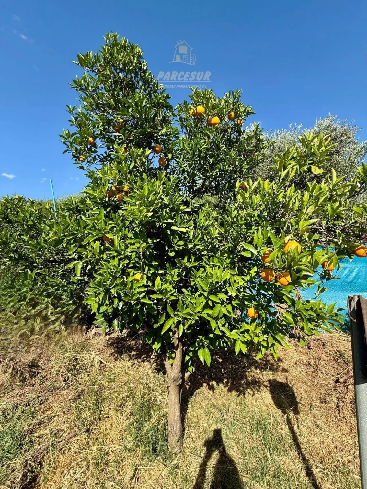  till salu hus på landet Llanos Del Castillo Córdoba 7