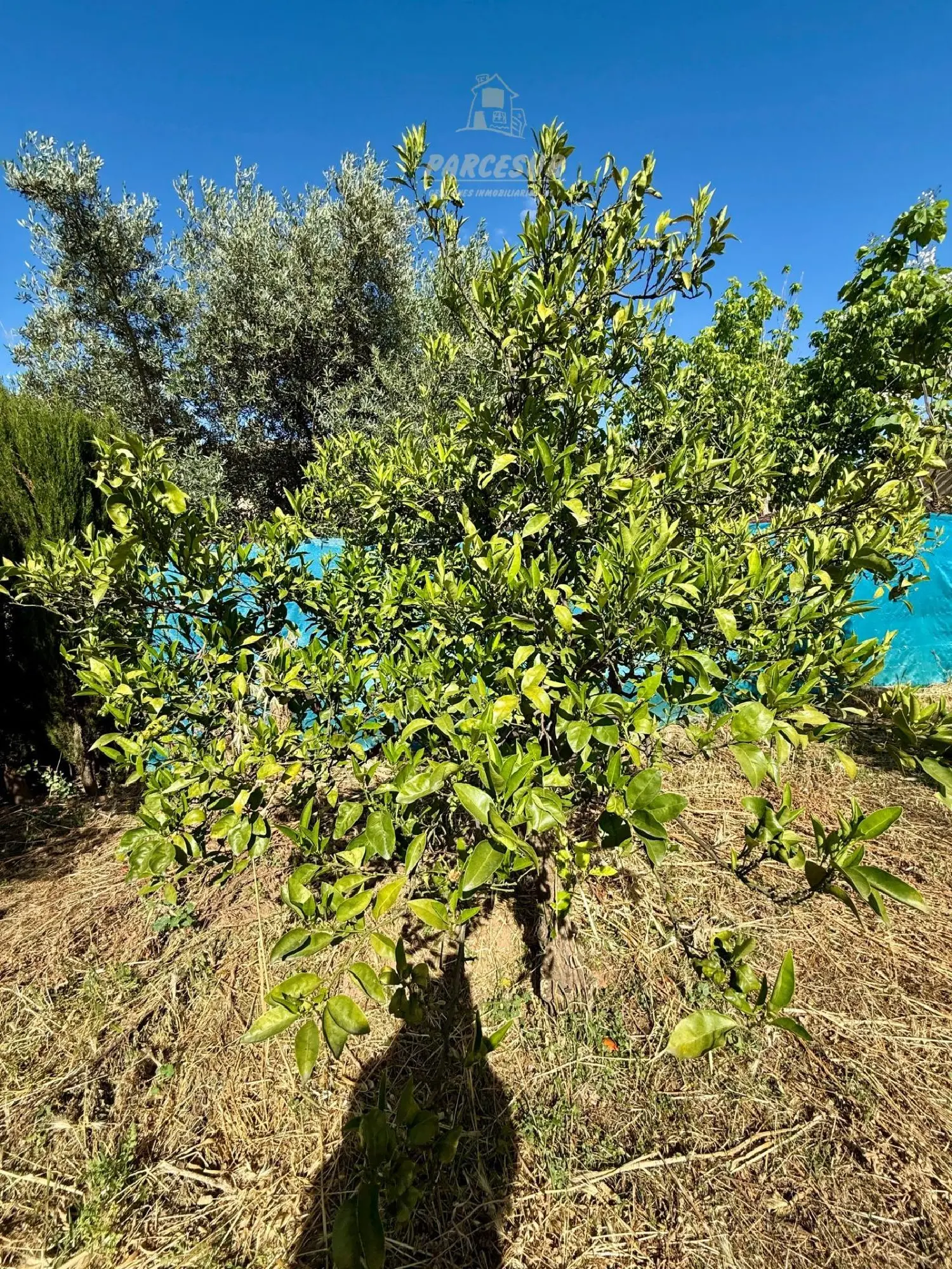  till salu hus på landet Llanos Del Castillo Córdoba 6