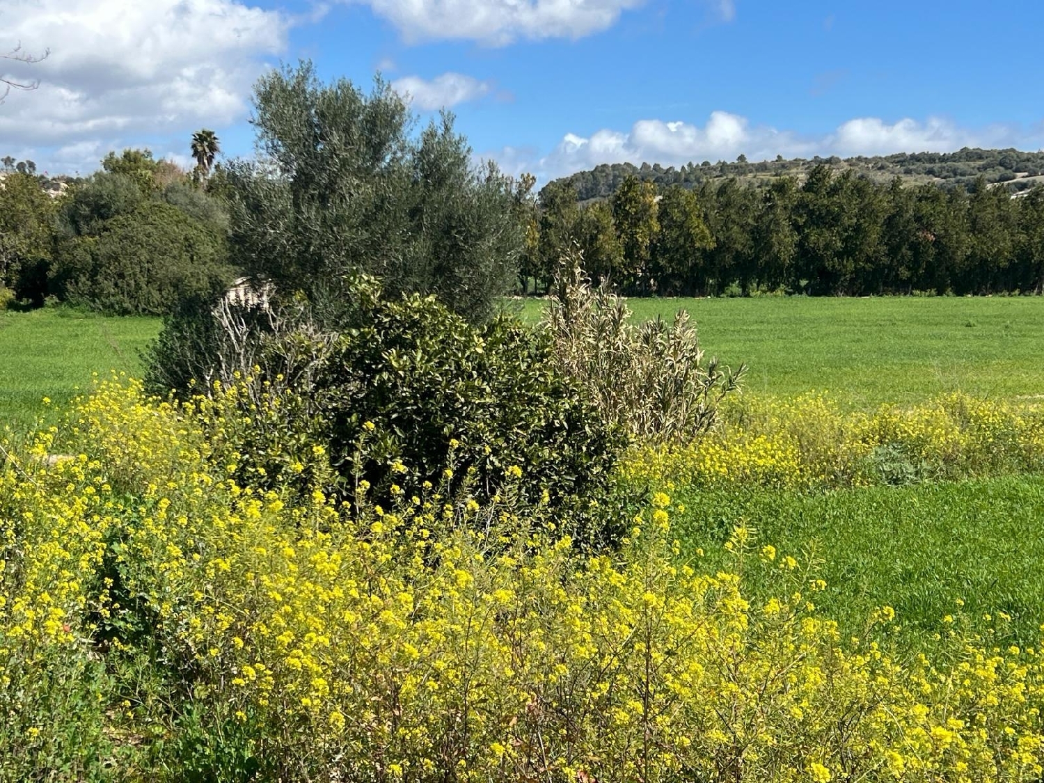  à vendre maison de campagne Manacor Llevant 4